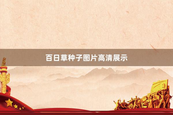 百日草种子图片高清展示