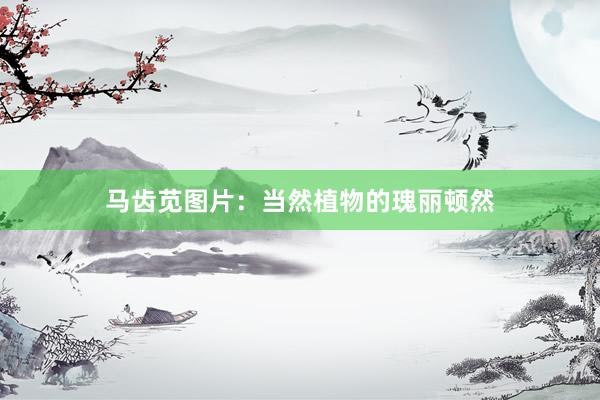 马齿苋图片：当然植物的瑰丽顿然